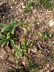 Ceratocephala testiculata