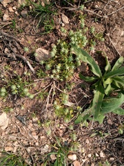 Ceratocephala testiculata