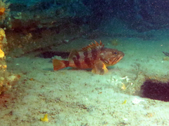 Helicolenus percoides