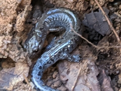 Plethodon dorsalis