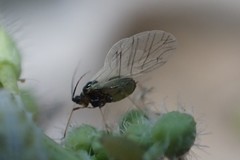 Lipaphis pseudobrassicae