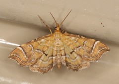 Musotima ochropteralis