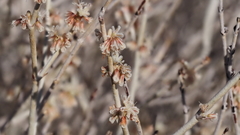 Eriogonum wrightii nodosum