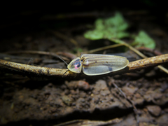 Aspisoma aegrotum