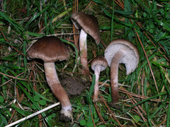 Inocybe curvipes