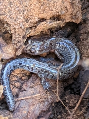 Plethodon dorsalis