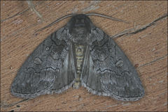 Discophlebia celaena