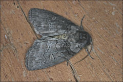 Discophlebia celaena