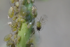 Lipaphis pseudobrassicae