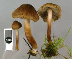 Inocybe curvipes