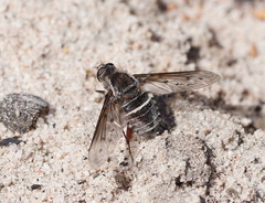 Oncodosia triangularis