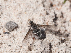 Oncodosia triangularis