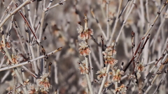 Eriogonum wrightii nodosum