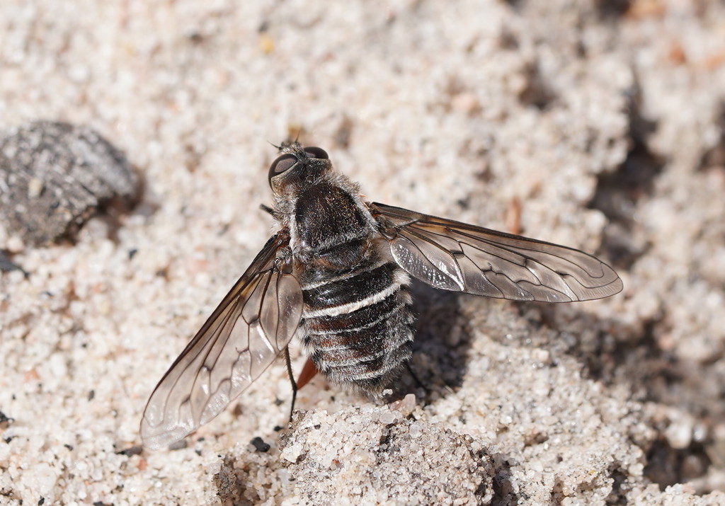Oncodosia triangularis