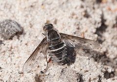 Oncodosia triangularis