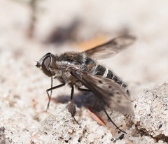 Oncodosia triangularis