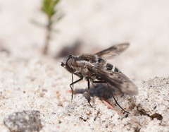 Oncodosia triangularis