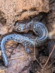 Plethodon dorsalis