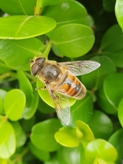 Eristalis tenax