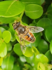Eristalis tenax
