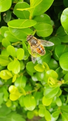 Eristalis tenax