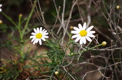 Argyranthemum gracile image