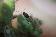 Lipaphis pseudobrassicae