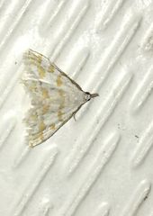 Leptosteges parthenialis