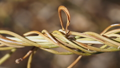 Funastrum heterophyllum