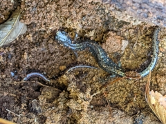 Plethodon dorsalis