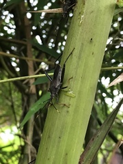 Notobitus