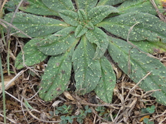 Echium tuberculatum