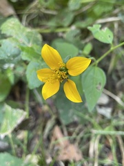 Sclerocarpus uniserialis