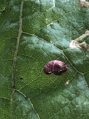 Homoeolabus analis