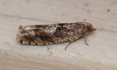 Pseudexentera spoliana