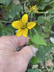 Sclerocarpus uniserialis