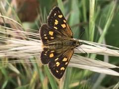 Metisella metis metis