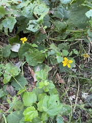 Sclerocarpus uniserialis