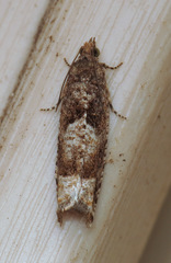 Pseudexentera spoliana