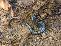 Plethodon dorsalis