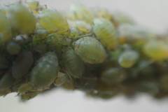 Lipaphis pseudobrassicae