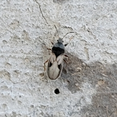 Blissus leucopterus