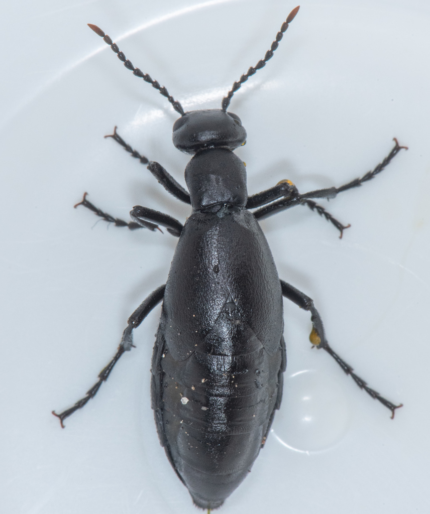 Meloe strigulosus
