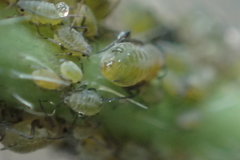 Lipaphis pseudobrassicae