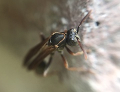 Mischocyttarus drewseni