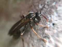 Mischocyttarus drewseni