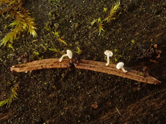 Antinoa pulchella