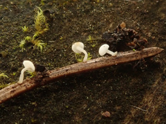 Antinoa pulchella