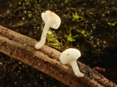 Antinoa pulchella
