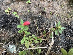 Rhododendron nakaharai